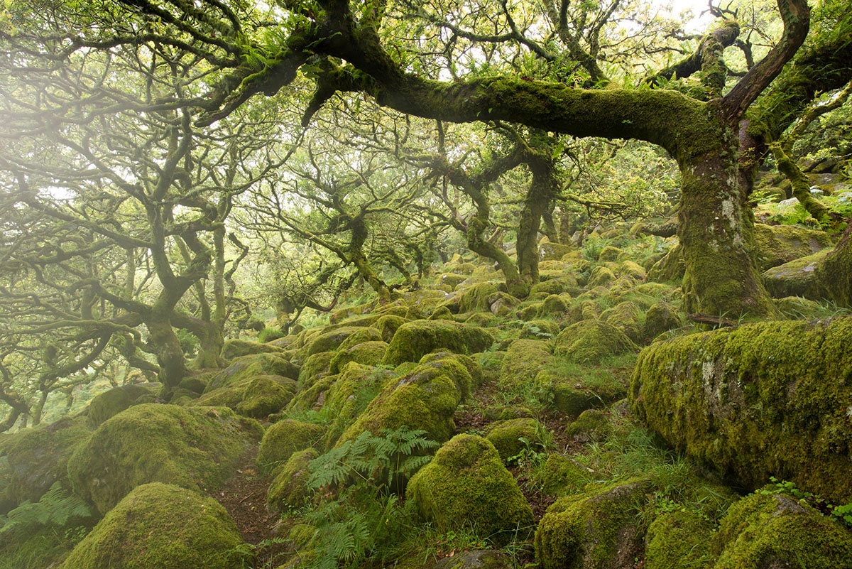 Brasilianischer Wald