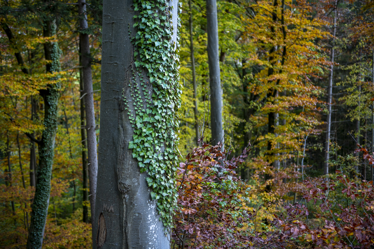 Brasilianischer Wald