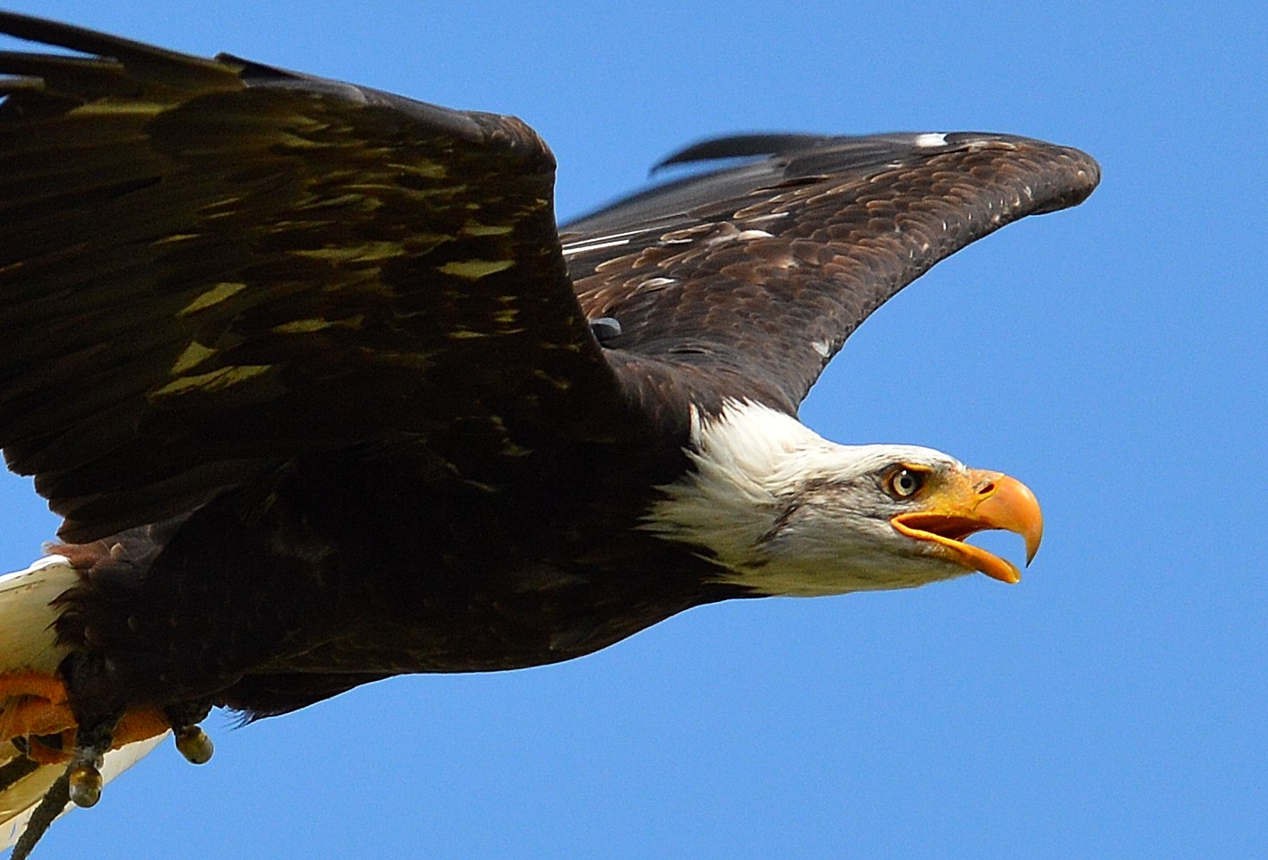 Adler im Flug