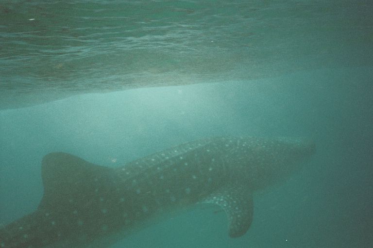 The Whaleshark