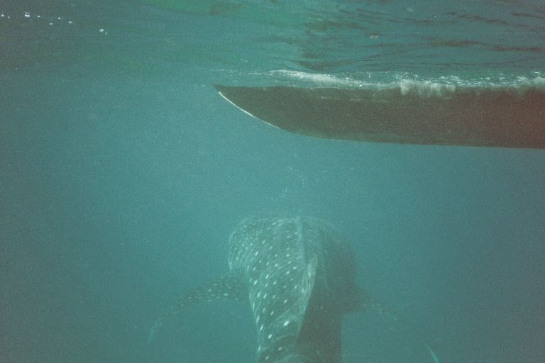  A 8.5m Whaleshark appears!