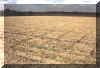 An energy grid on the field of the famous Barbury Castle pictogram of 1991 - found still in place three years later! / ein Energienetz in dem Feld des berhmten Barbury Castle Piktogramms - immer noch gefunden 3 Jahre nach dessen Erscheinen dort!