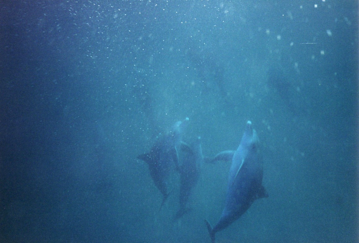 The ballet of the Dolphins